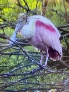 spoonbill