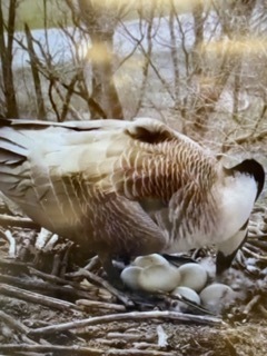 goose with eggs
