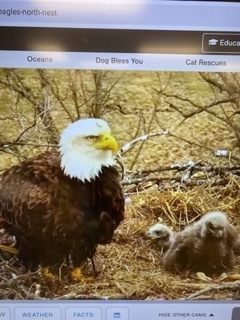 eagle with babies